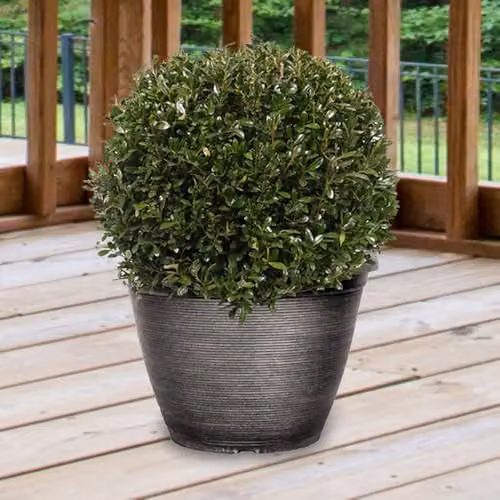 YouGarden Ilex crenata Japanese Holly Topiary Balls, Pair of 2, Diameter: 25 cm, Pot Height: 21 cm, Green