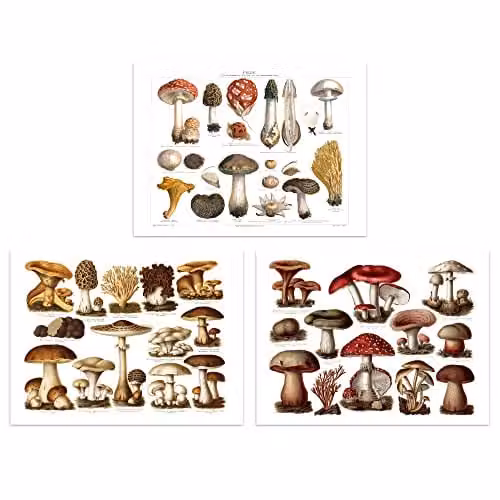 Artery8 Set of 3 Vintage Mushroom Illustration Wall Art Prints, Multicolour Botanical Paper Posters, W: 21.0 cm, H: 29.7 cm