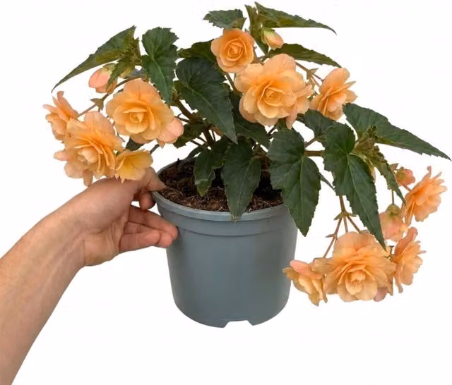 Plants by Post Begonia Fragrant Falls Peach Orange Garden Plant