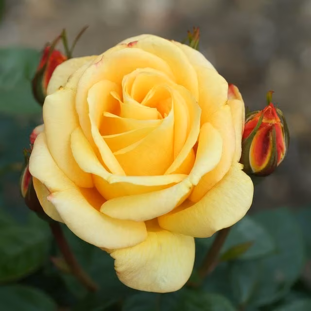 Plant Theory Arthur Bell Climbing Rose Bush with Semi Scented Yellow Flowers, 4L Pot