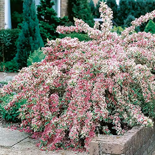 Thompson and Morgan Weigela Florida Variegata Hardy Ornamental Shrub with Rose-Pink Flowers, 9cm Pot – 3