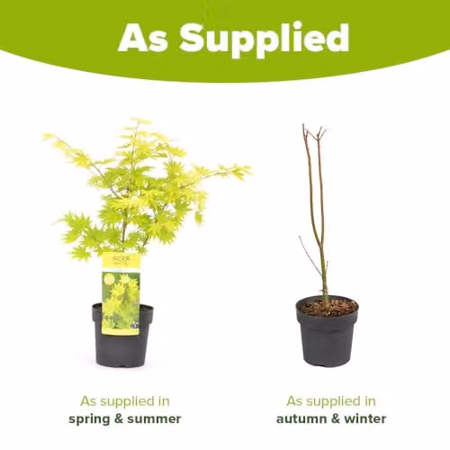 YouGarden Acer Shirasawanum Jordan Japanese Maple Ornamental Tree in 3L Pot, Height: 40-50 cm – 3