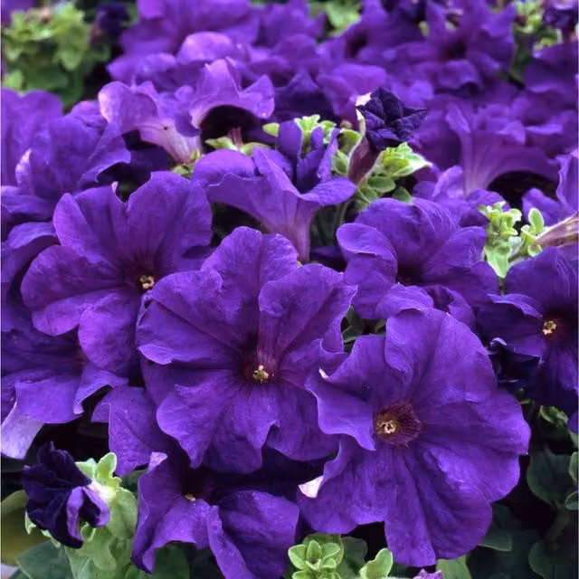 Plants by Post Blue Petunia Bedding Plants, 2 x 1L Pots