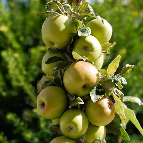 Thompson & Morgan Golden Delicious Apple Semi-Dwarf Fruit Tree, 5 Litre Potted Plant – 2