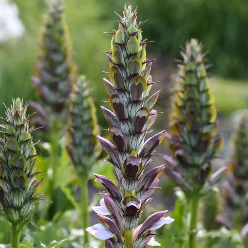 Thompson & Morgan Acanthus Mollis Hardy Perennial Plant with White Spikes and Glossy Foliage, 2 x 9cm Pots – 1