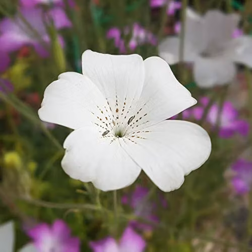 Thompson and Morgan Agrostemma githago Ocean Pearl Corn Cockle White Flower Seeds, 75 Seeds