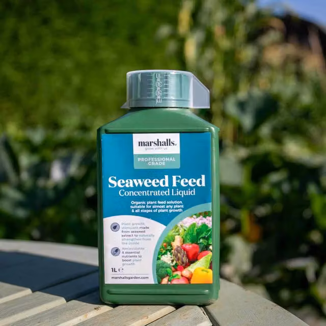 Marshalls Liquid Seaweed Plant Tonic Feed, Brown
