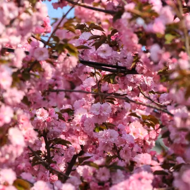 Marshalls Garden Flowering Cherry Royal Burgundy Ornamental Tree in Pink and Red