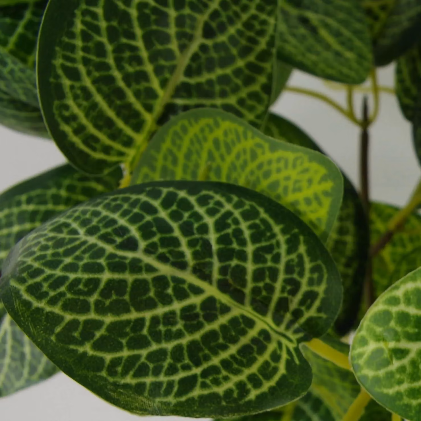 Leaf Design UK Realistic Potted Artificial Pothos Plant in Green and Black, Height: 40 cm – 3
