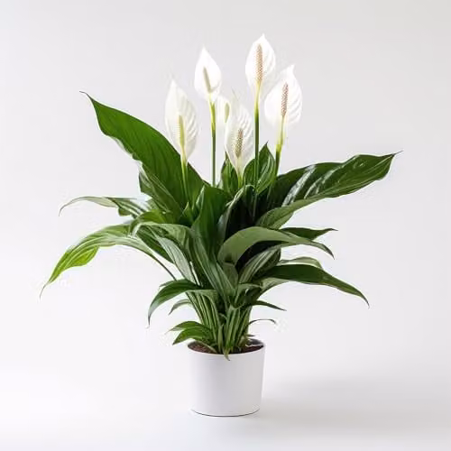 YouGarden Spathiphyllum Sweet Silver Peace Lily Indoor Plant in 13cm Pot, White and Green Flowering House Plant