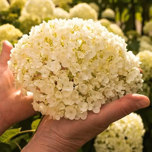 Thompson & Morgan Hydrangea Arborescens Annabelle White Ornamental Shrub, 3 x 12L Pots – 3