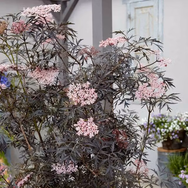 Marshalls Garden Sambucus nigra Black Lace Hardy Black Elder Ornamental Shrub in 9cm Pot