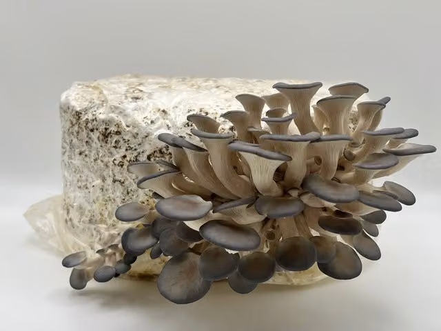 Plant Theory Grey Oyster Mushroom Grow Your Own Kit