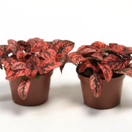 Thompson & Morgan Hypoestes Phyllostachya Red Polka Dot Plant with Red and Green Foliage, Pack of 3 x 9cm Pots – 3