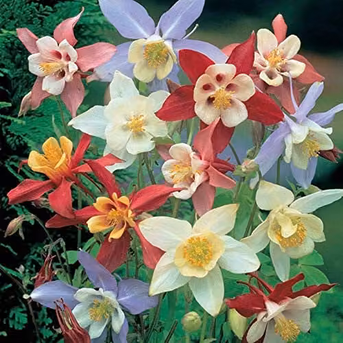 Thompson and Morgan Aquilegia Mrs Scott-Elliott Columbine Hardy Perennial Plants, 12 x Plugs, Multicolour
