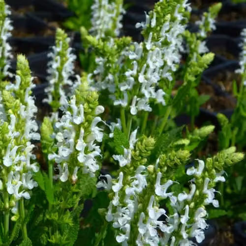 Thompson & Morgan Salvia x superba Snow Hills White Flowering Perennial, Height: 40 cm, 1 x 1 Litre Potted Plant – 3