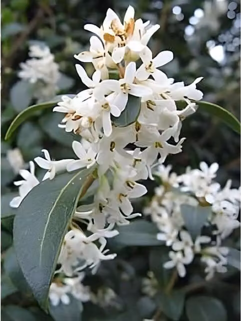Direct Plants Osmanthus Burkwoodii Fragrant Evergreen Ornamental Shrub, White