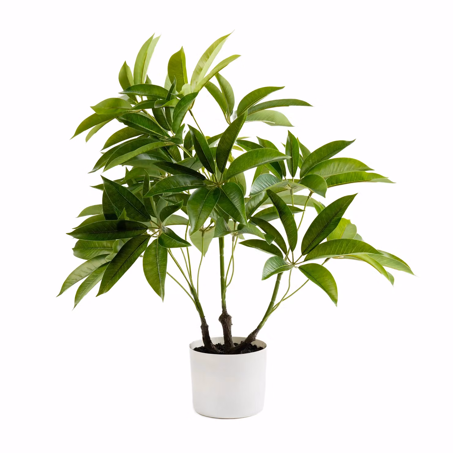Scottish Everlastings Ltd 60cm Real Touch Schefflera Umbrella Plant in a White Rattan Pot, Green – 2