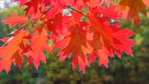F&G Supplies Red Oak Quercus rubra Field Grown Hedging Plants Tree Whip Saplings, Pack of 10, Height: 60-90 cm – 2
