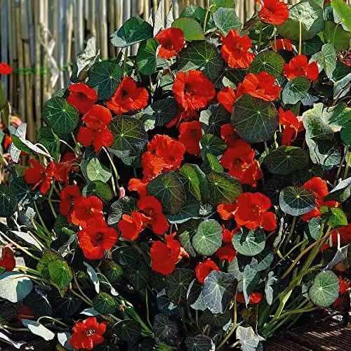 Thompson and Morgan Dwarf Nasturtium Princess of India Seeds, Red Blooms, 30 Seeds per Packet