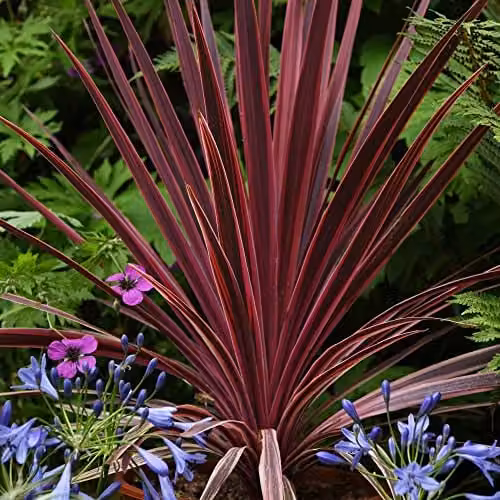 Thompson and Morgan Cordyline Torbay Red Cabbage Palm with Bronze-Red Foliage, 3 x 9cm Potted Plants