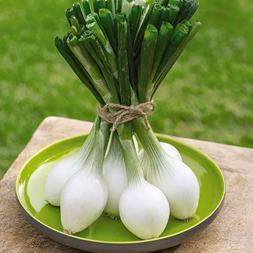 Thompson and Morgan Spring Onion White Star Vegetable Seeds, 175 Seeds