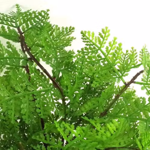 Leaf Artificial Potted Fern Plant in Green, Height: 30 cm, Width: 40 cm, Depth: 40 cm – 2