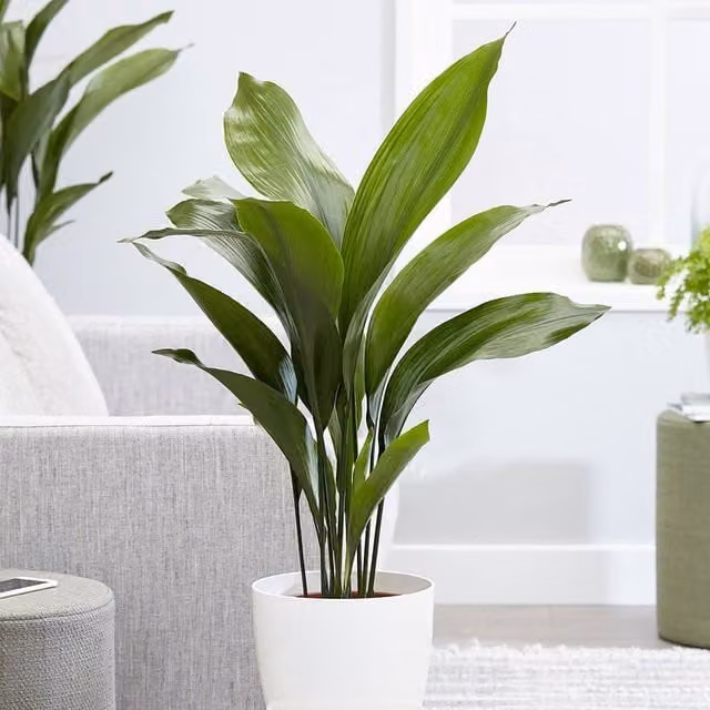Primrose Aspidistra Elatior Green Indoor House Plant in a 13cm Ceramic Pot, Height: 30 cm