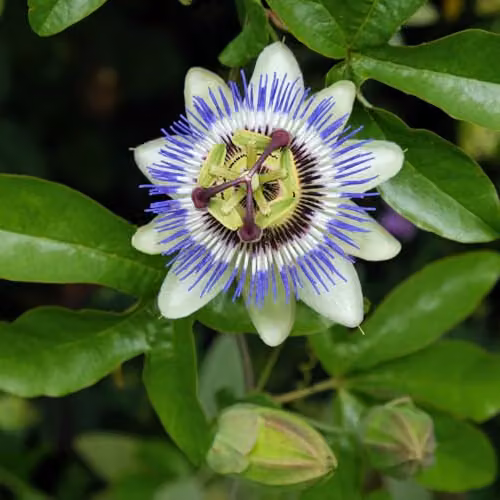 Thompson & Morgan Passiflora caerulea Exotic Climber with White, Purple and Orange Flowers and Edible Fruits, 1x 9cm Potted Plant
