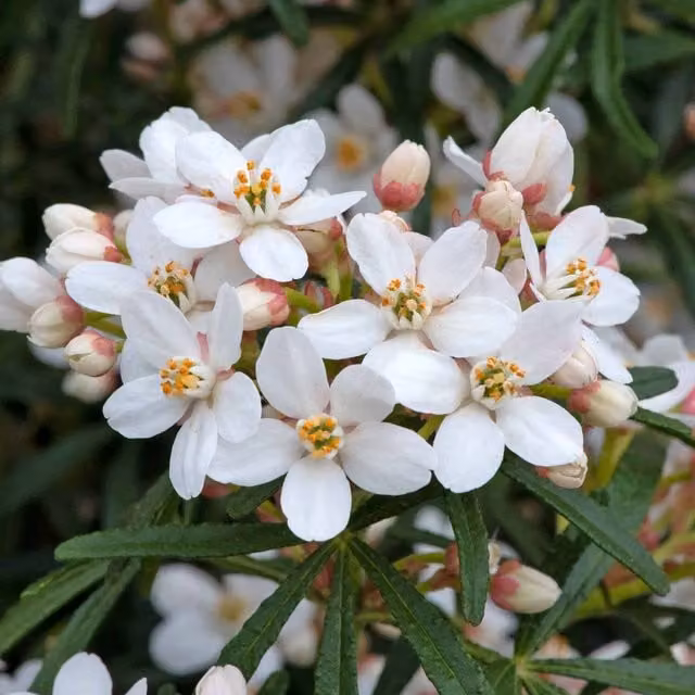 Choisya Scented Gem Ornamental Shrub with White and Pink Flowers
