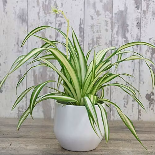 Thompson and Morgan Chlorophytum Comosum Variegatum Spider Plant, Easy to Grow Variegated Green and White Perennial House Plant in 12cm Pot – 3