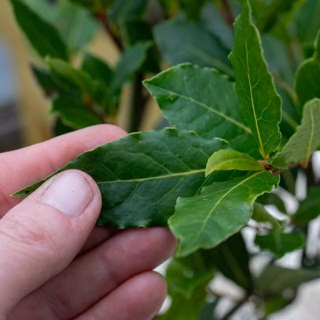 Marshalls Green Ornamental Shrub for Indoor Herb Gardens
