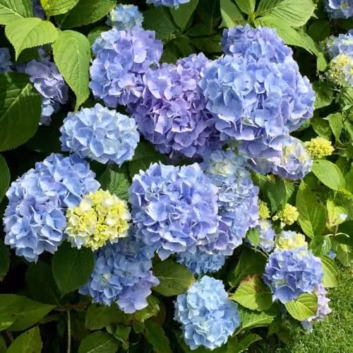 Thompson and Morgan Hydrangea macrophylla Early Blue Ornamental Shrub, 2 x 9cm Pots – 1