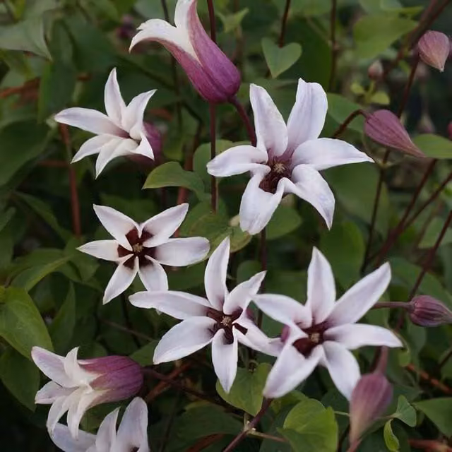 Plant Theory Clematis Princess Kate White Flowering Climbing Vine Plant, Green