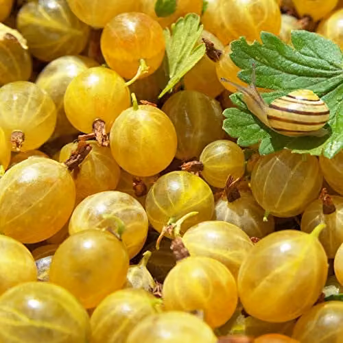 Thompson & Morgan Hinnonmaki Yellow Gooseberry Bare Root Plant – 1