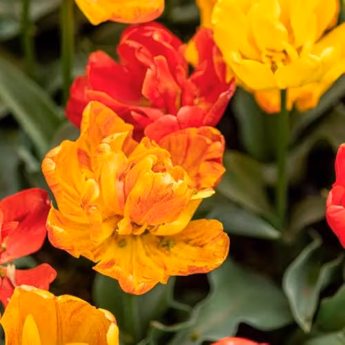 Thompson & Morgan Tulip Baby Blend Compact Early Flowering Bulbs, Multicolour Orange, Red and Yellow, 16 Bulbs – 6