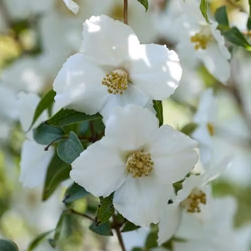 YouGarden Philadelphus Petite Perfume White Ornamental Shrub, 3L Pot – 5