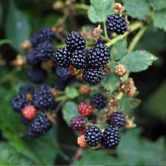 Marshalls Garden Blackberry Thornfree Perennial Berry Bush with Large Juicy Black Fruit