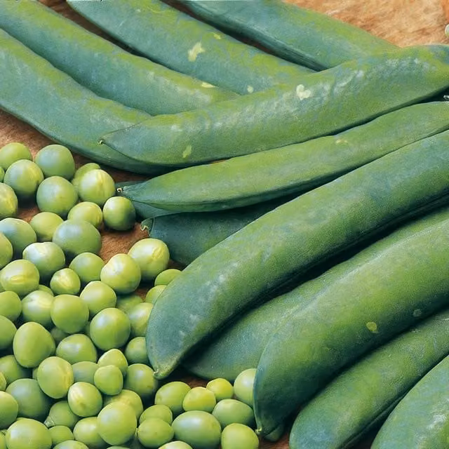 Marshalls Garden Pea Seeds Onward, Sweet Large-Podded Fusarium-Resistant Green Variety