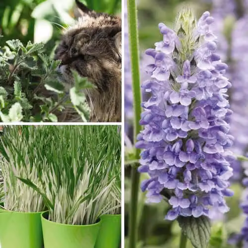 Thompson and Morgan Cat Plant Seed Collection featuring Catmint Nepeta Nervosa Blue Moon and Cat Grass Tabby Cat, 3 Seed Packets – 1