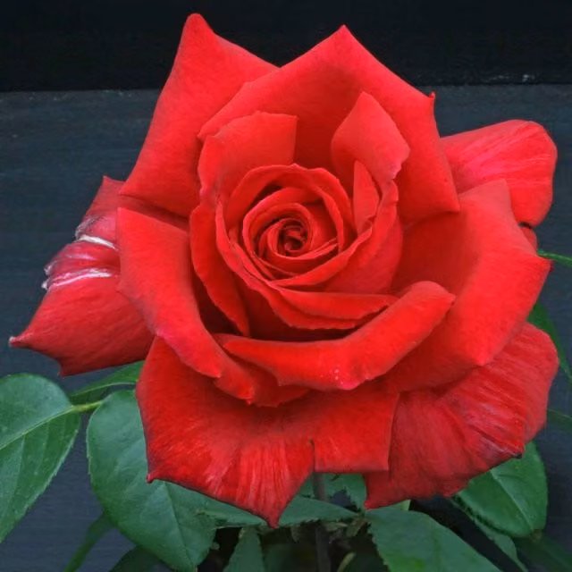 Marshalls Garden Red Velvet Fragrance Hybrid Tea Rose Bare Root 2-pack