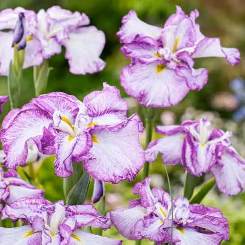 Thompson and Morgan Iris ensata Cheesecake Hardy Japanese Perennial Plant, 2 x 11cm Pots – 3