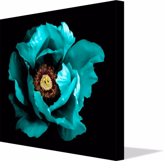 Benjamin Tate Design LTD Winter Floral Surreal Peony Macro Canvas Print in Petrol and Turquoise, Width: 77 cm