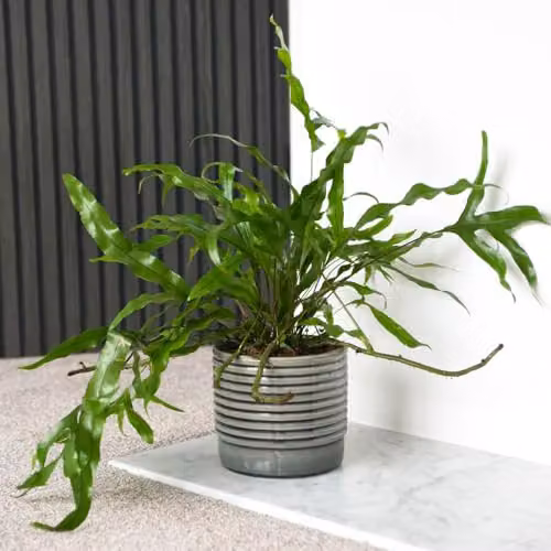 Thompson and Morgan Kangaroo Fern Microsorum diversifolium Indoor Houseplant with Ruffled Green Foliage, 12cm Pot – 1