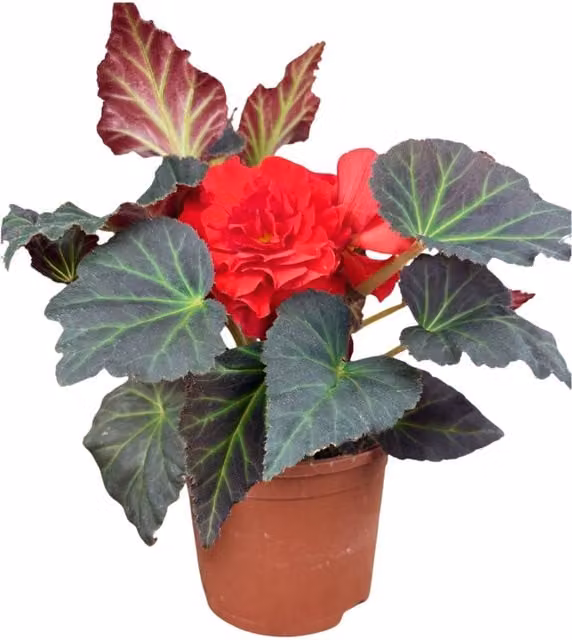 Plants By Post Red Begonia Mocca Scarlet Summer Bedding Plant