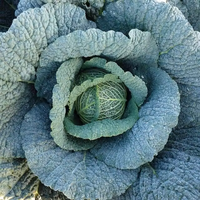 Marshalls Voy F1 Winter-Hardy Savoy-Type Cabbage Seeds, 30 Seeds