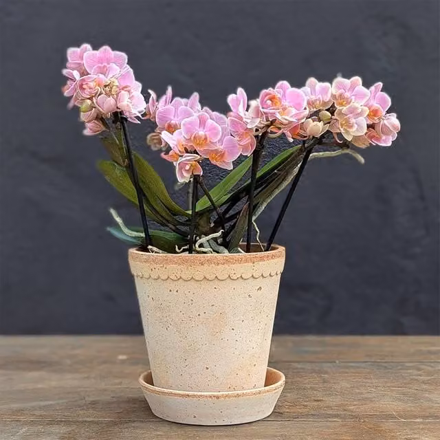 Primrose Pink Boquetto Romantico Phalaenopsis Moth Orchid in a Ceramic Pot, Height: 35 cm, Pot Diameter: 12 cm