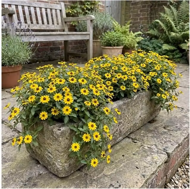 Sanvitalia Santiago Bright Yellow Bedding Plants in 3 x 0.3L Pots