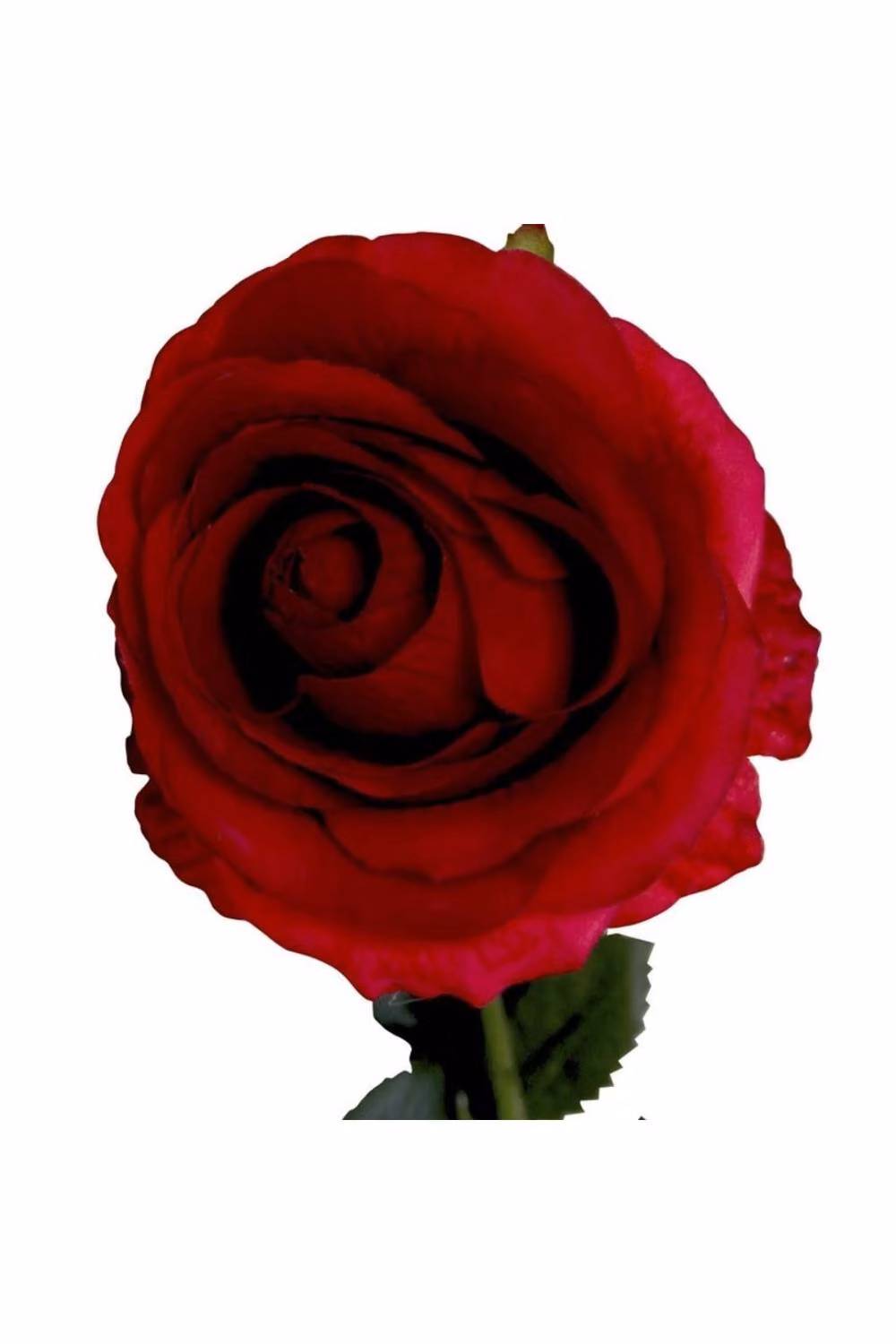 KDMD Small Camelot Open Rose in Scarlet Red, 2 Pack – 2