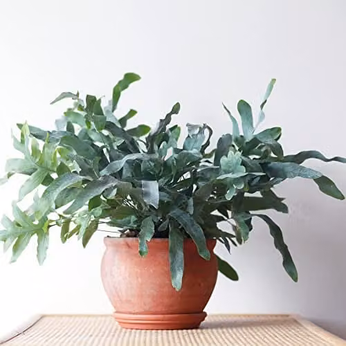 Thompson and Morgan Blue Star Fern Phlebodium aureum Potted Indoor Plant, 12cm – 1